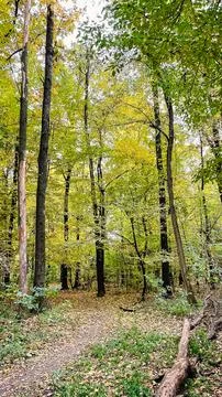 Vertical shot of a forest path covered with fallen autumn leaves under a ta.. Stock Photos