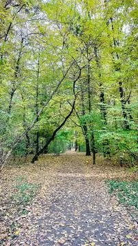 Vertical shot of a forest path covered with fallen autumn leaves under a ta.. Stock Photos