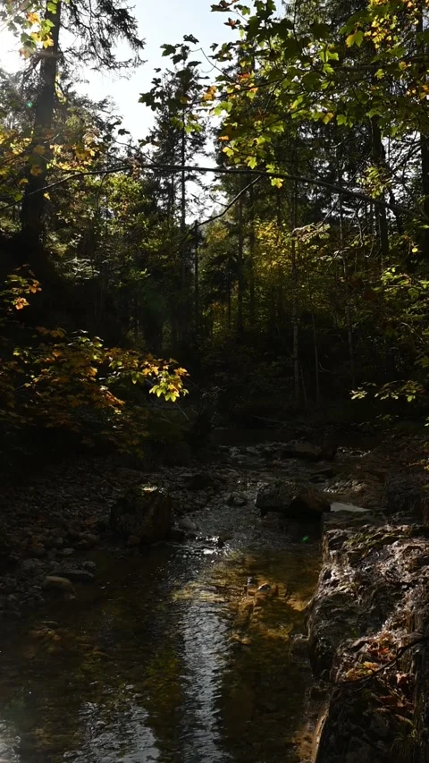 Vertical shot of a forest with a stream in autumn sunlight, slow motion Stock-Footage 260927420