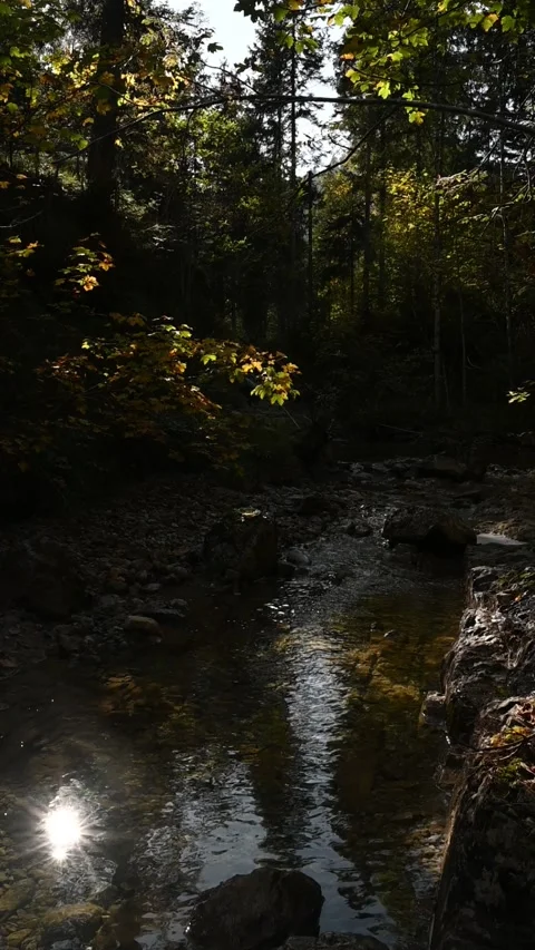 Vertical shot of a forest with a stream in autumn with sunlight reflections Stock-Footage 260927472