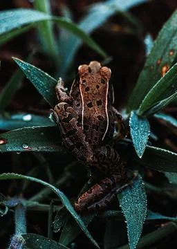 Vertical shot of a frog Stock Photos