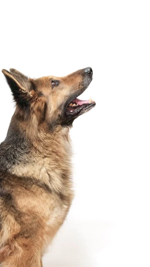 Vertical shot of a German shepherd dog on white background, in profile, looki Stock Footage 246994493