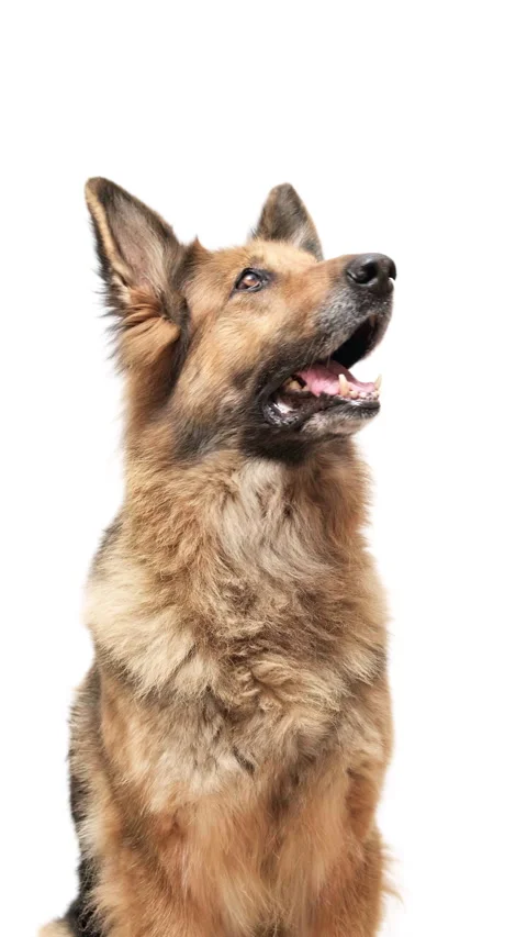 Vertical shot of a German shepherd dog on white background, looking up. Stock Footage 246994625