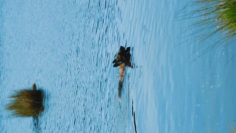 Vertical shot of a German Shepherd swimming in a lake or pond Stock Footage 92768682