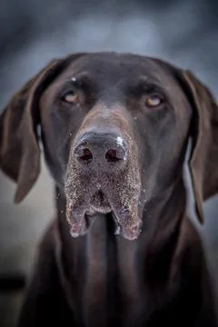 Vertical shot of a German shorthaired pointer dog Stock Photos