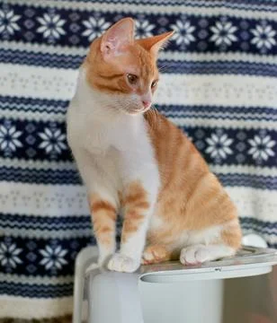 Vertical shot of a ginger cute kitten in front of a patterned background Foto stock