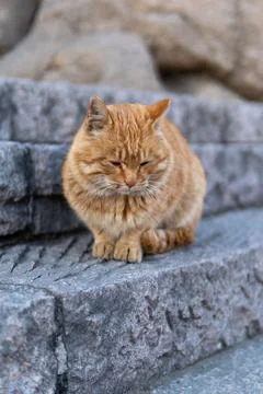 Vertical shot of a ginger tabby cat sitting on stairs outdoors Stock Photos
