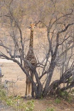 Vertical shot of a giraffe standing next to a leafless tree Stock Photos