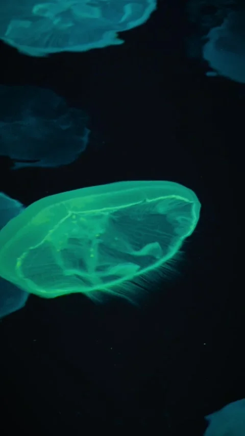 Vertical shot of glowing green moon jellyfish in dark water Stock Footage 346544406