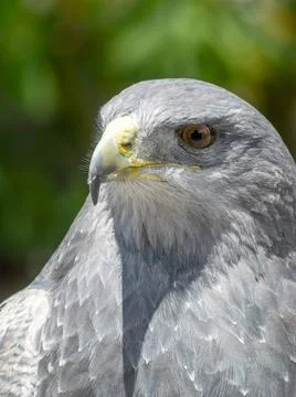 Vertical shot of a golden eagle in the foreground Stock Photos