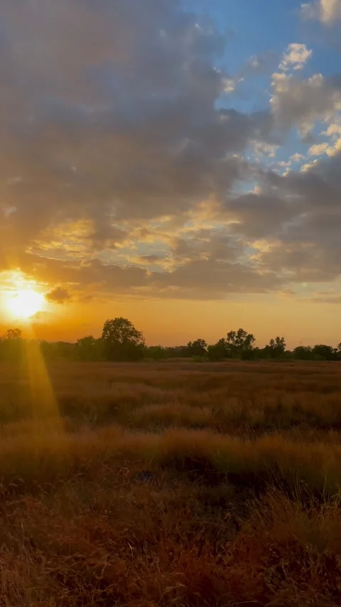 Vertical Shot of Golden Sunset Light Over Dry Savanna Field 動画素材 341551948