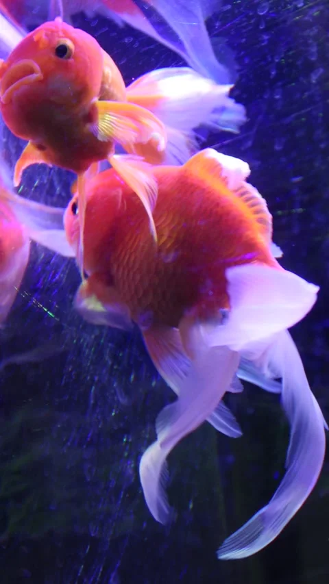 Vertical shot: Goldfish with splendid tail fins are drifting in the bowl. Stock Footage 317019653