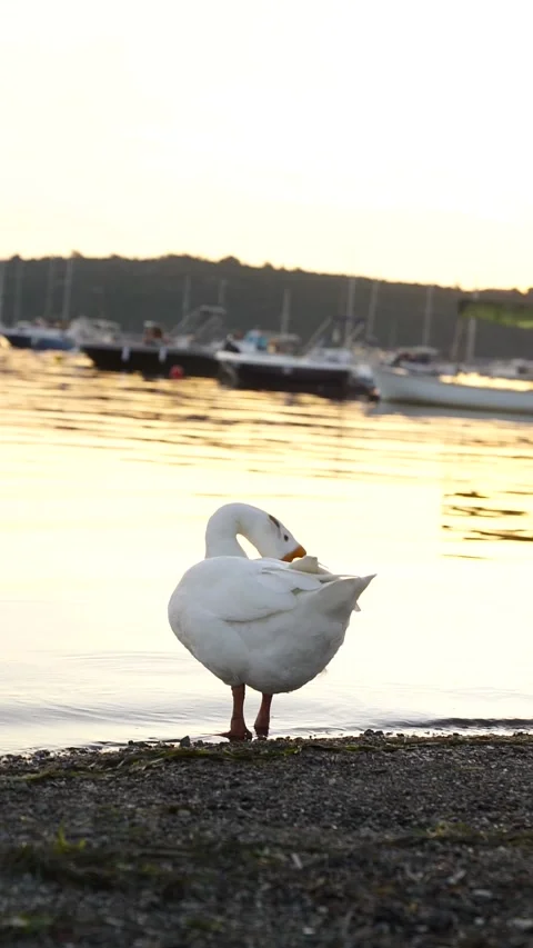 Vertical Shot of a Goose Standing on the Beach at Sunset Stock Footage 328093579