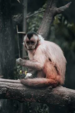 Vertical shot of a Gracile capuchin monkey sitting on a tree. Stock Photos