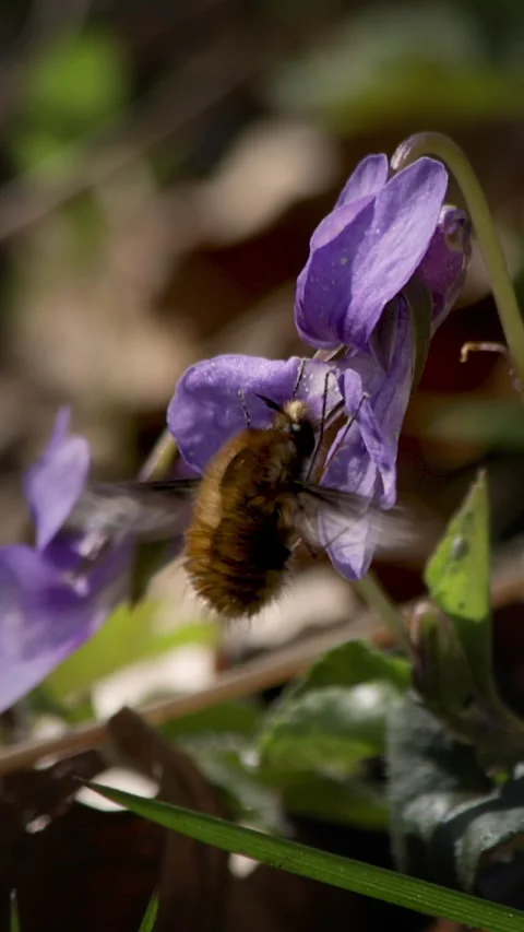 Vertical shot Greater bee fly getting nectar from Common Dog-violet flower Stock Footage 280061871