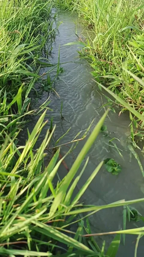 Vertical shot of green grass framing a flowing irrigation stream 库存影片 345808246