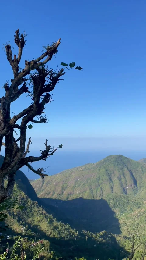 Vertical Shot of Green Mountain Hills and Ocean Behind Tree Video stock 341552103