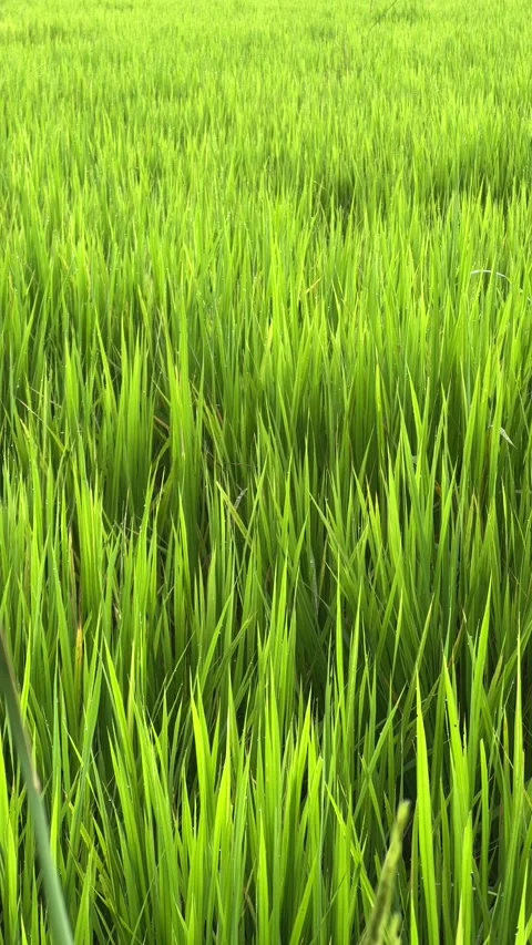 Vertical shot green rice field and small bugs flying Stock Footage 320153537