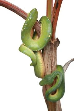 Vertical shot of a green tree python on a plant isolated on a white backgroun Photos