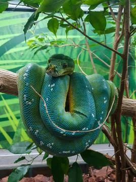 Vertical shot of a Green tree python on the branch Stock Photos