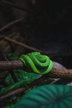 Vertical shot of a Green tree python (Morelia viridis) resting on a branch in a 写真素材