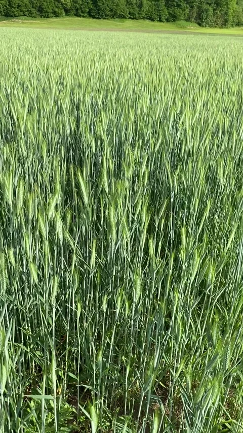 Vertical shot of green wheat field texture waving in the wind Stock Footage 335764676