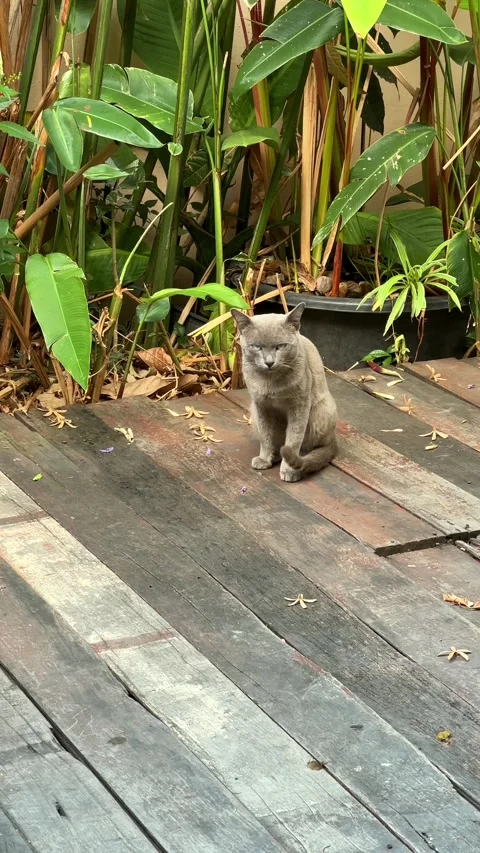 Vertical shot of grey cat with green plants Stock Footage 329460766