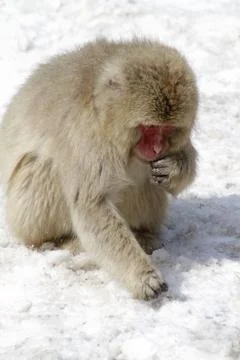 Vertical shot of a grey monkey sitting on snow during winter Stock Photos