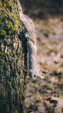 Vertical shot grey squirrel Sciurus carolinensis climbing down a tree in forest Stock Photos