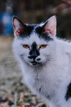 Vertical shot of a grumpy cat on a street Stock Photos