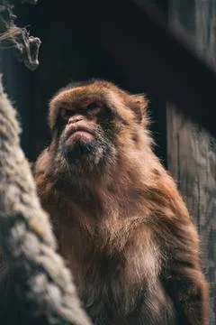 Vertical shot of a grumpy monkey in captivity 写真素材