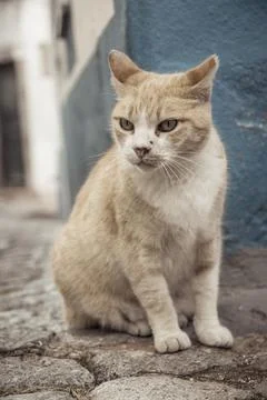 Vertical shot of a grumpy straycat in the cobblestoned streets of Monchique i Stock Photos