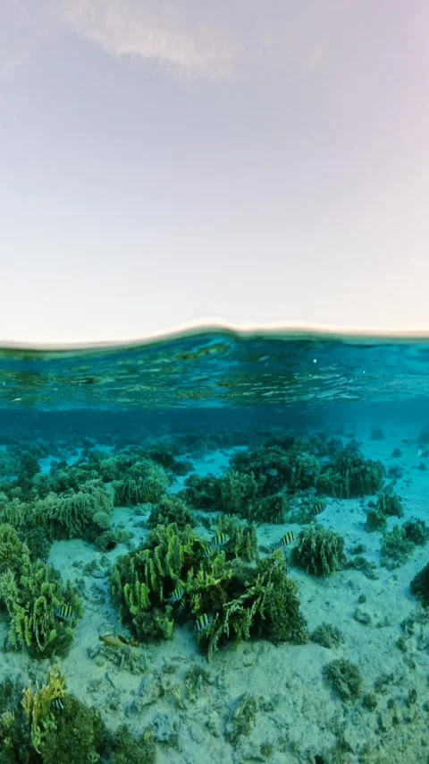 Vertical shot of half underwater split view showing coral reef with fish below Stock Footage 324554053