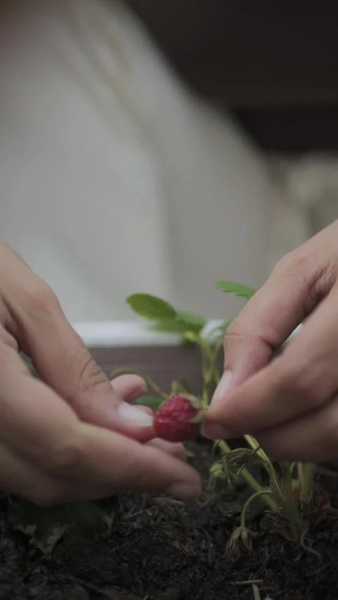 Vertical shot hands picking strawberry from pot garden, Italy 動画素材 335840249