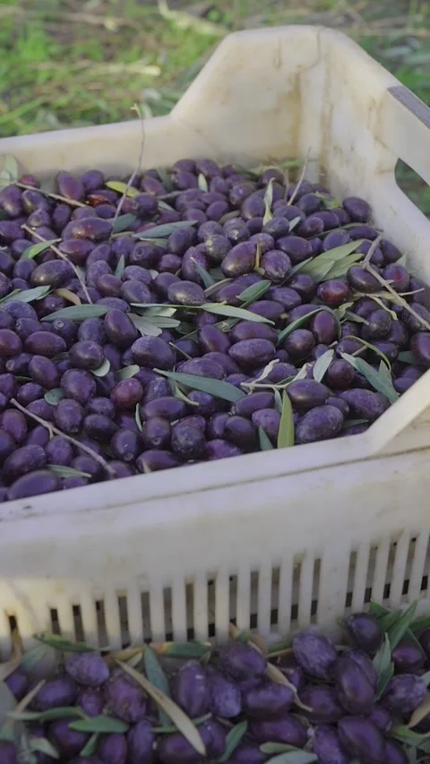 Vertical Shot of Harvested Black Olives in Crates for Premium Olive Oil Stock Footage 328057853