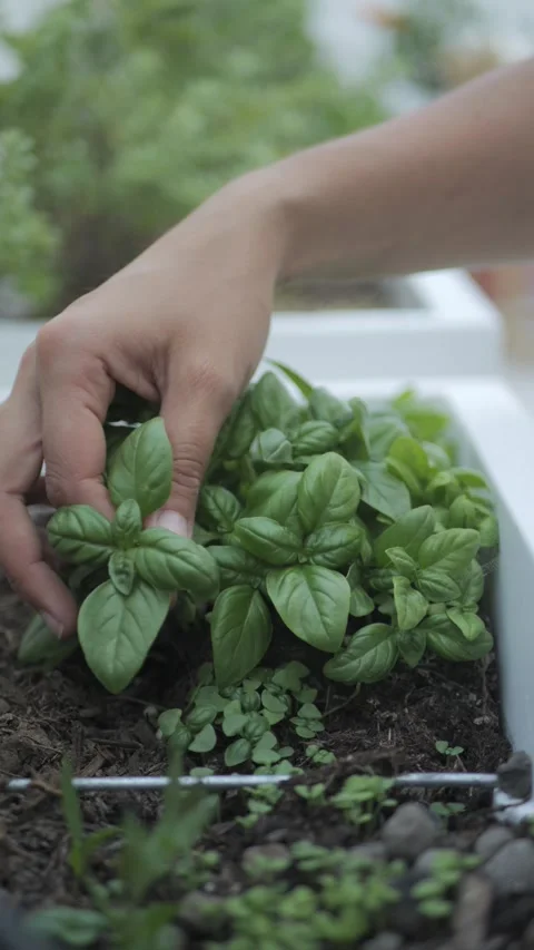Vertical shot harvesting fresh basil from rooftop garden, Italy 動画素材 335840267