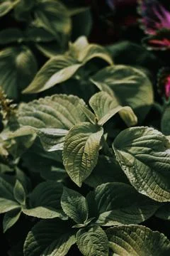 Vertical shot of hydrangea leaves under sunlight Foto stock