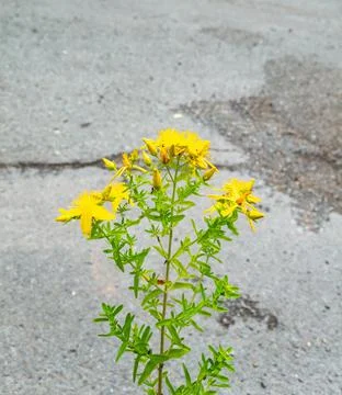 A vertical shot of hypericum growing on the roadside in the daylight with a b Stock Photos
