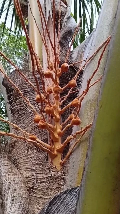 Vertical Shot Immature King Coconut Buttons Bunch On Palm Stock Footage 340201977