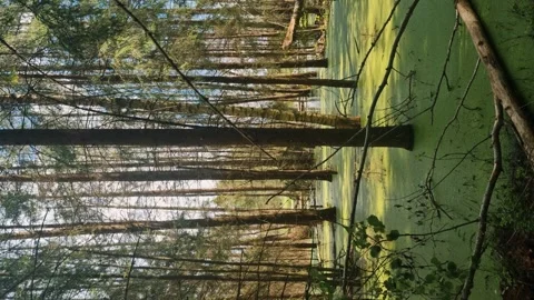 Vertical shot. An impassable swampy area. Swamp, swamp, mud. Stock Footage 280402890