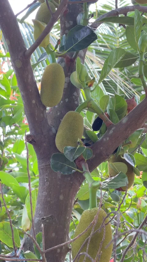 Vertical shot of jackfruit growing along a branch near the trunk with dense Stock Footage 330297493