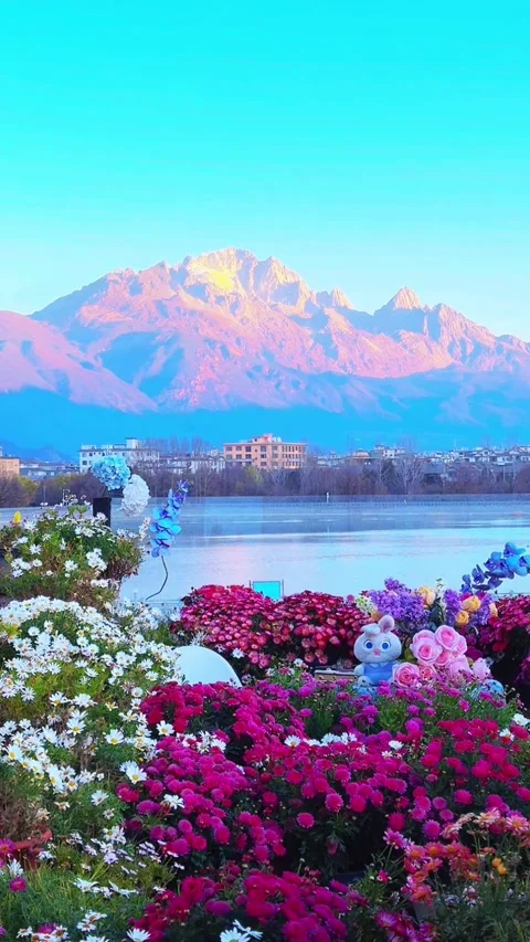 Vertical shot of Jade Dragon Snow Mountain at sunset with blooming flowers. Stock Footage 328791857