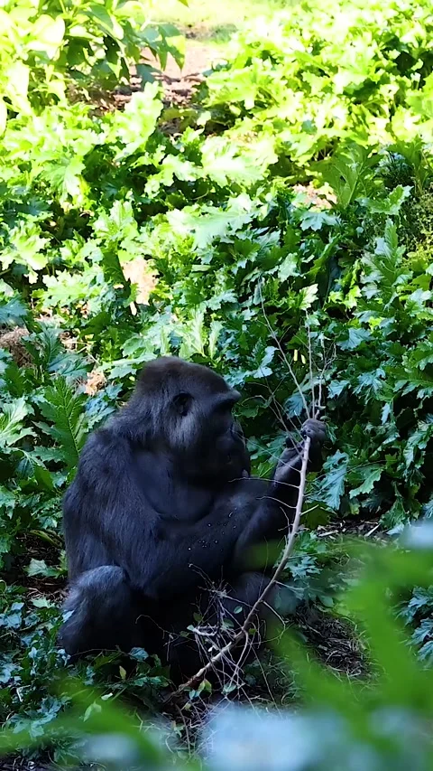 Vertical Shot of a Large Gorilla Sitting in Lush Green Foliage Video stock 329537124