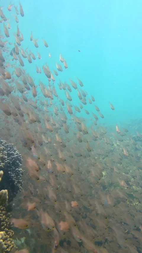 Vertical shot of a large group of fish moving together beside an old coral reef Stock Footage 338001437