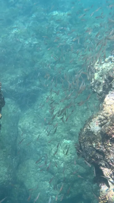 Vertical shot of a large school of fish moving between coral formations in an Video stock 335759184