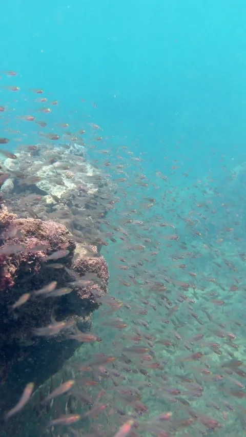 Vertical shot of a large school of small fish moving beside an old coral reef Stock Footage 336259308
