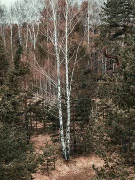 Vertical shot of a leafless birch growing in a forest Stock Photos
