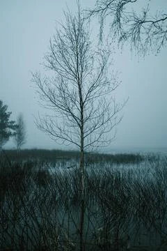 Vertical shot of a leafless birch tree in the water with a foggy sky in Sweden Stock Photos