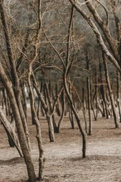 Vertical shot of leafless trees in a park during autumn Fotos de archivo