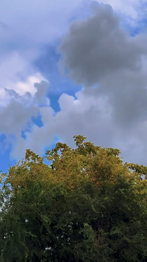 Vertical shot of a leafy green tree canopy swaying against a dramatic cloud.. Stock Footage 339590580